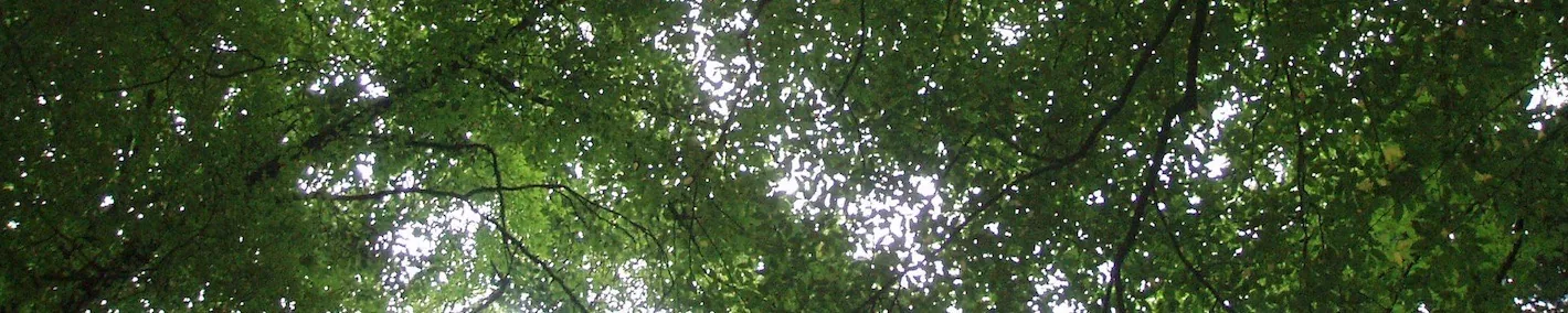 Bladerdek boven een van de zomersessies in de openlucht